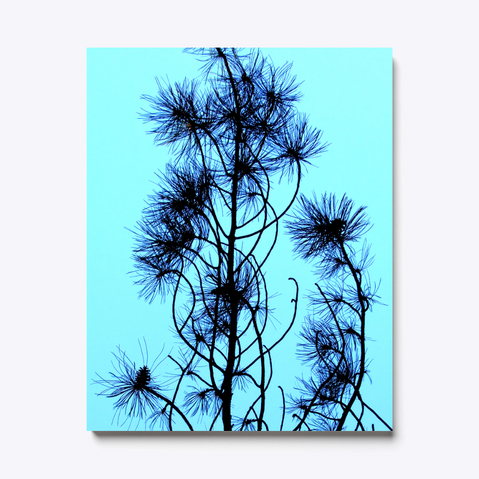 Pine Tree Branch White Kaos Front