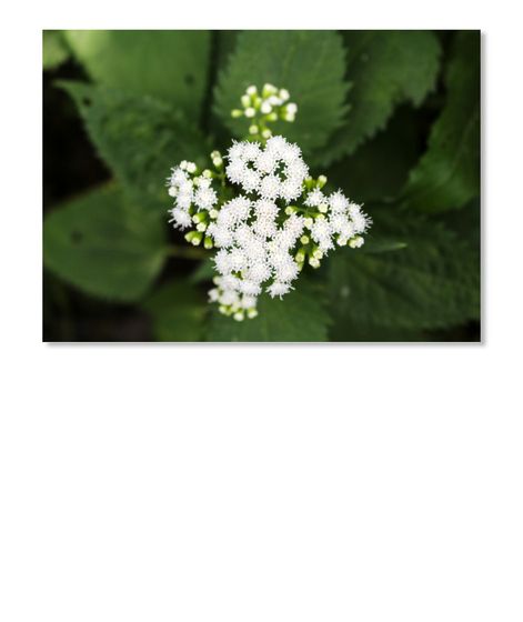 Flower Stickers White T-Shirt Front